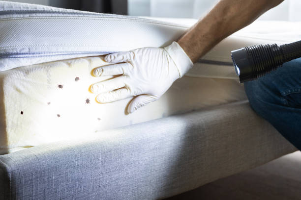 Flea Control Services in Orono, MN